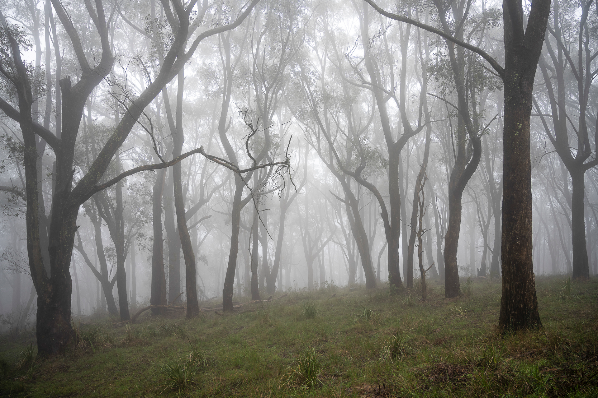 mist in trees