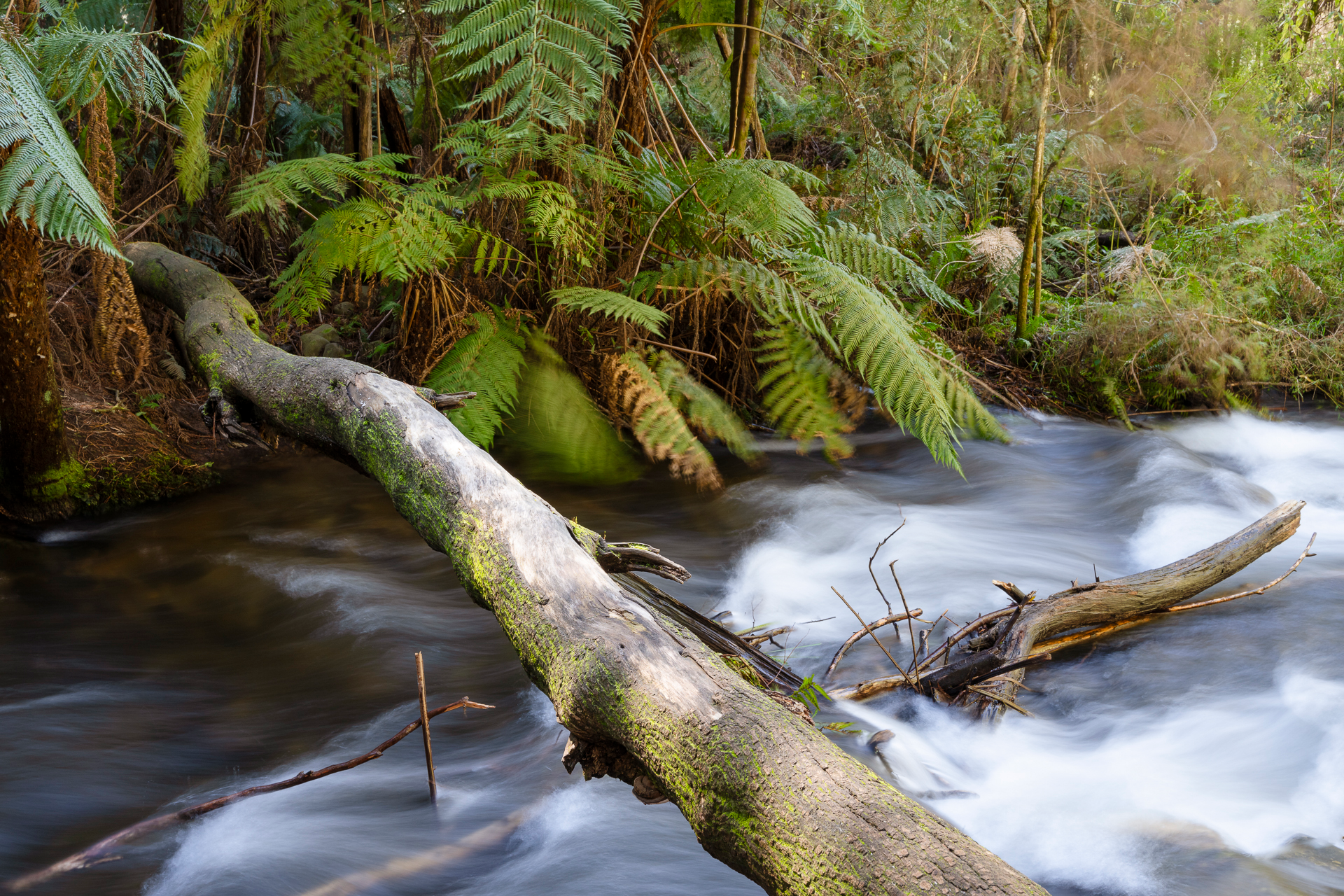 a tree trunk over a flowing stream