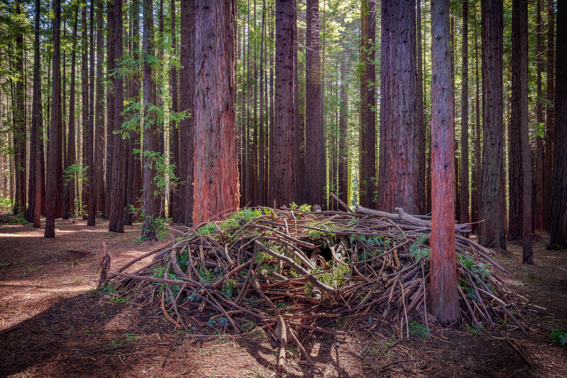 sculpture on floor of redwood forest