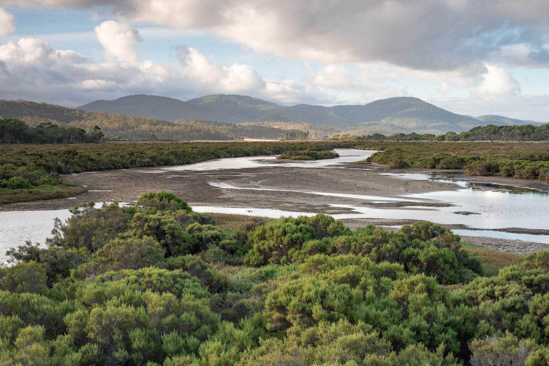 an estuary surrounded by forest