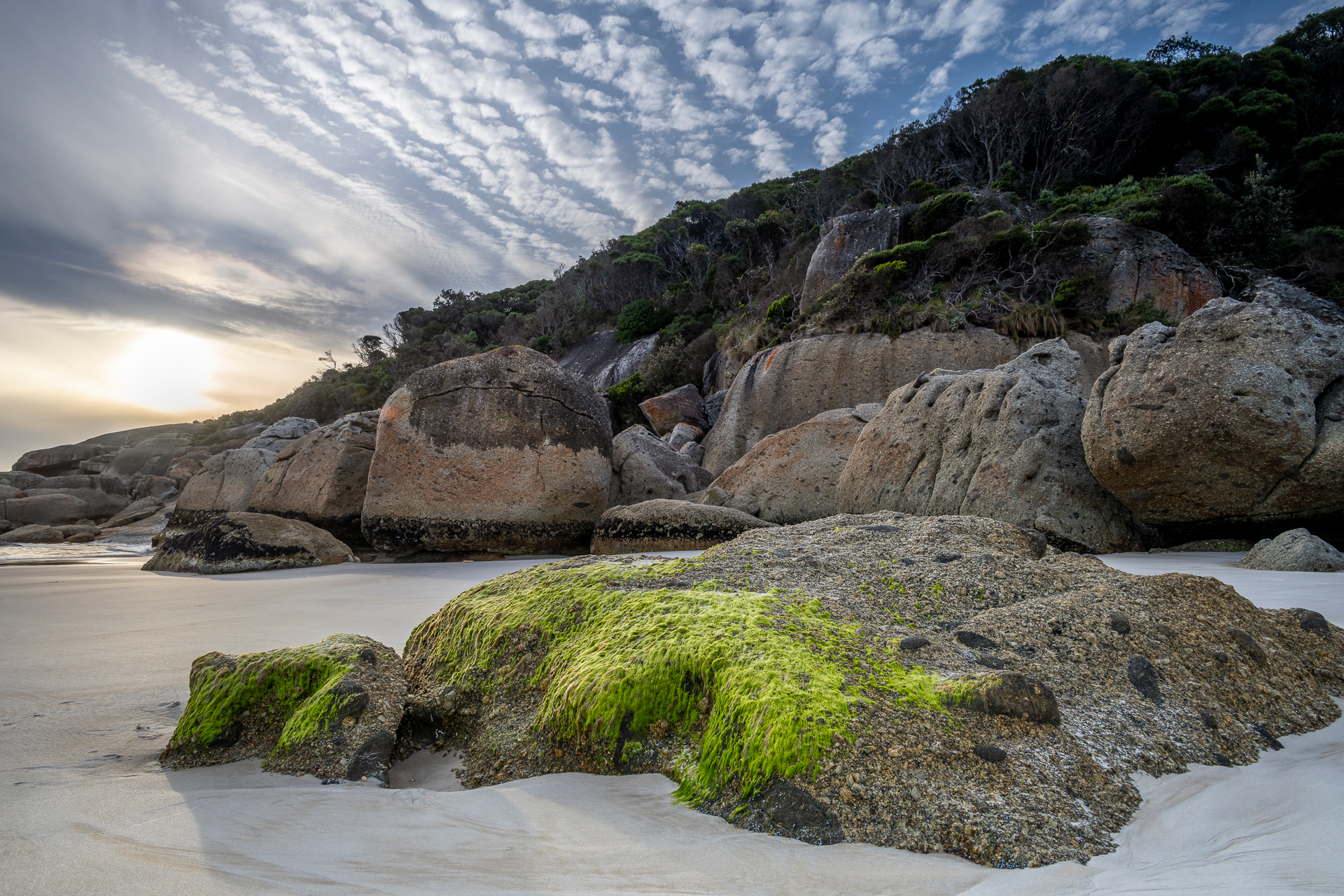 seaweed on a beach