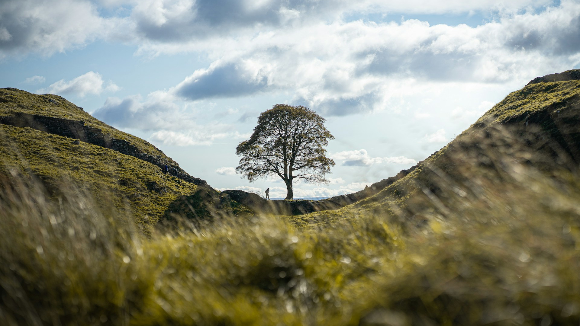 the felled tree at Sycamore Gap trauma