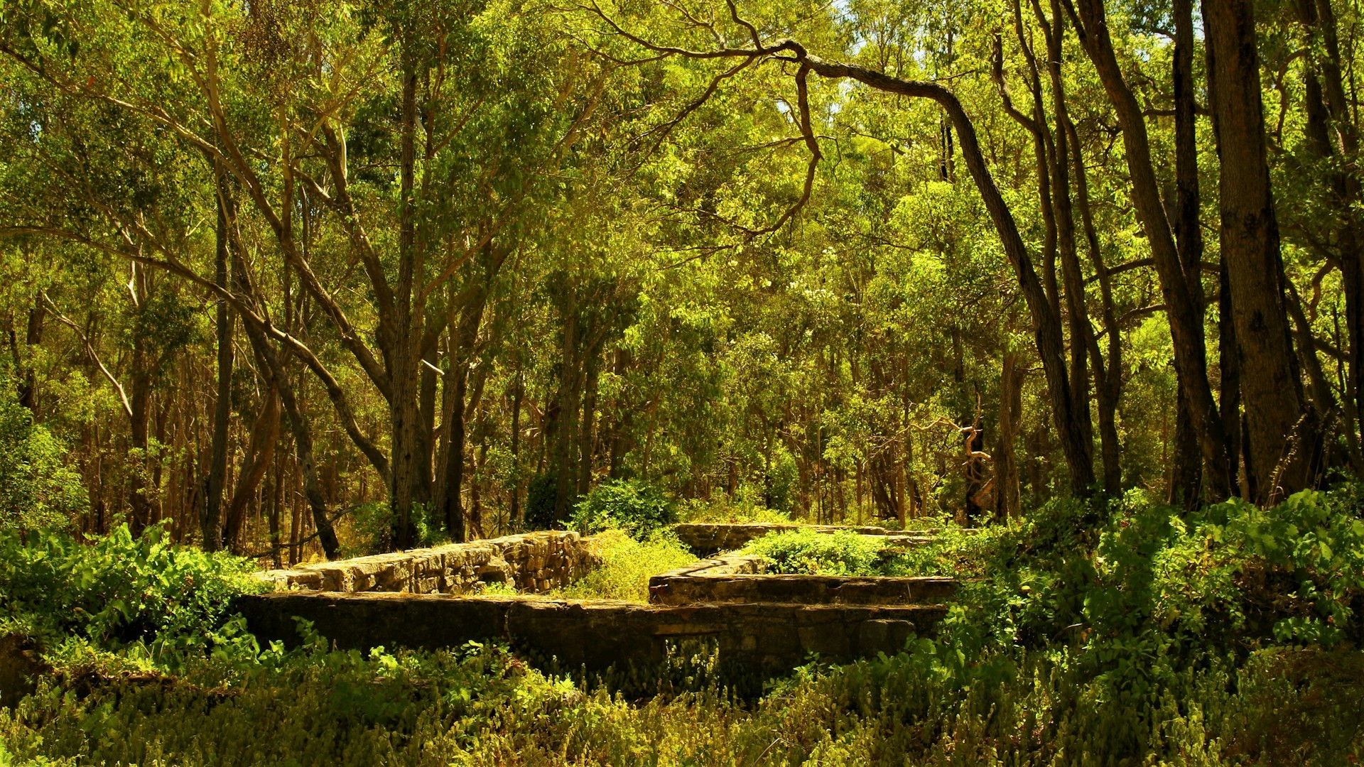 old foundations in a forest