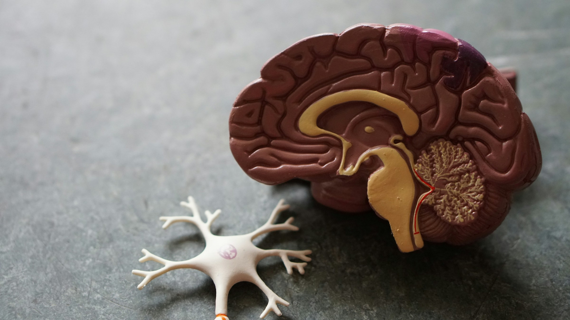 model of the nervous system