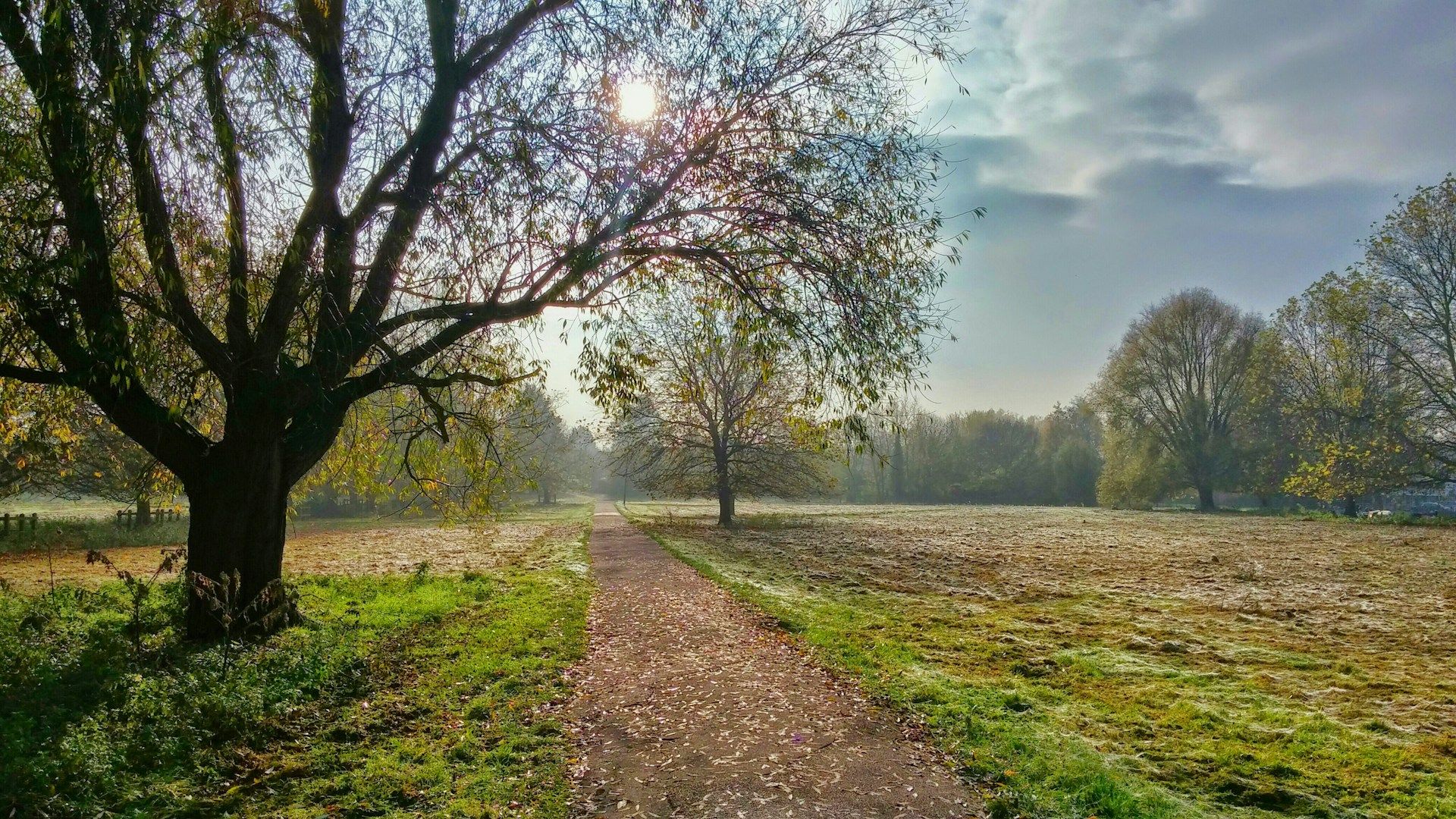 path through a meadow under trees
